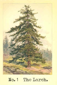 No. 1 The Larch